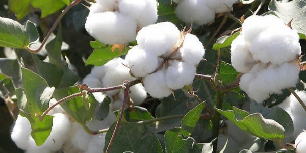 棉球的正確使用方法和注意事項(xiàng)